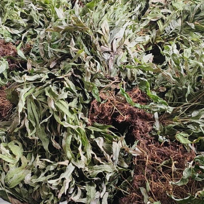 金鸡脚鸭脚草辟瘟草独脚金鸡大量上市