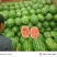 精品百亩园子金城五号西瓜