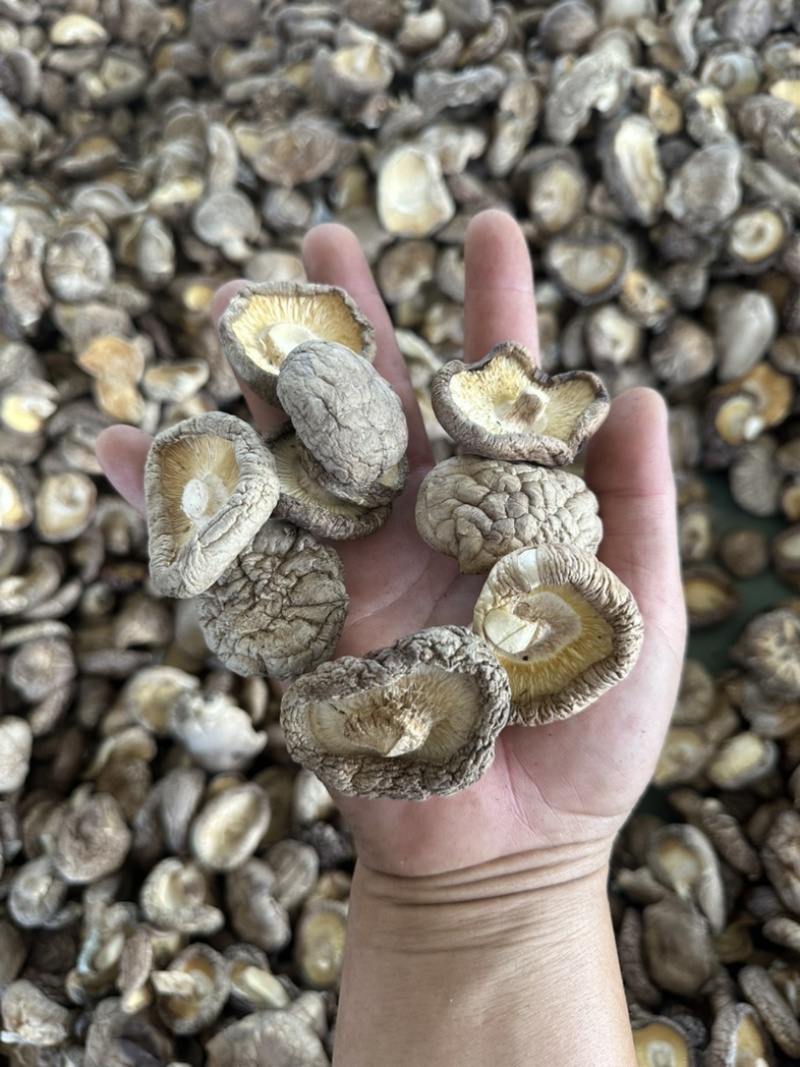 干香菇电商香菇食用菌香菇干蘑菇蘑菇干常年大量供应