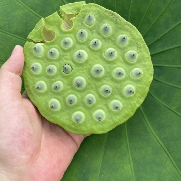 莲蓬，嫩莲蓬，老莲蓬