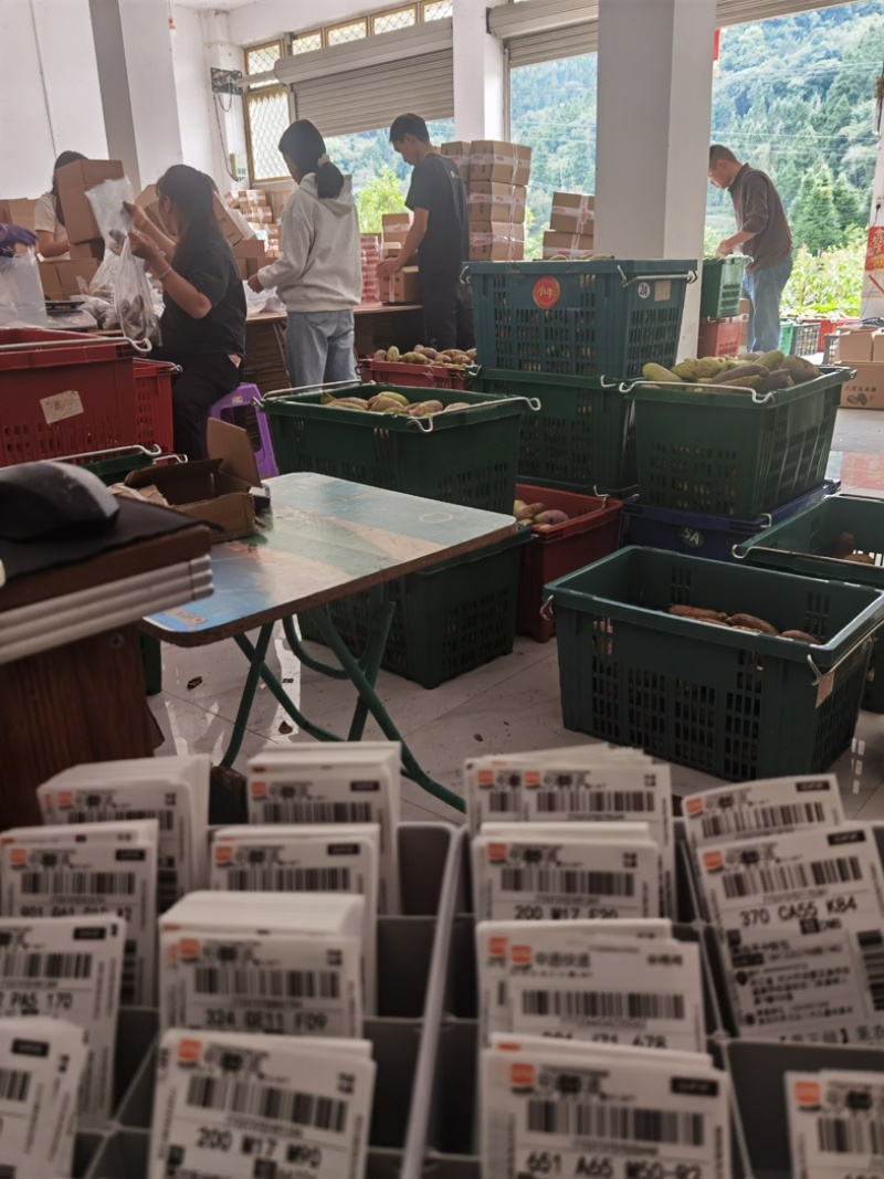 八月瓜水果对接市场整车批发电商一件代发商超主播配套八月炸
