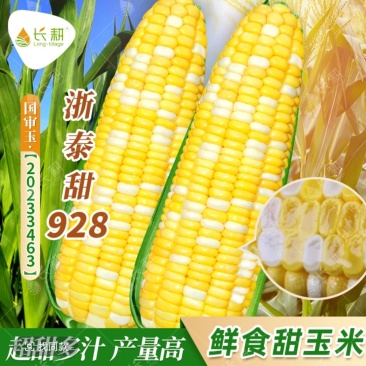 浙泰甜928甜玉米