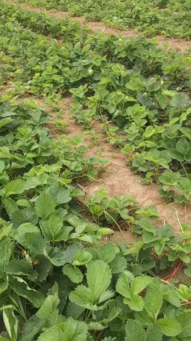徽黄草莓苗