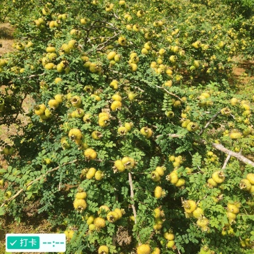 贵州刺梨鲜果