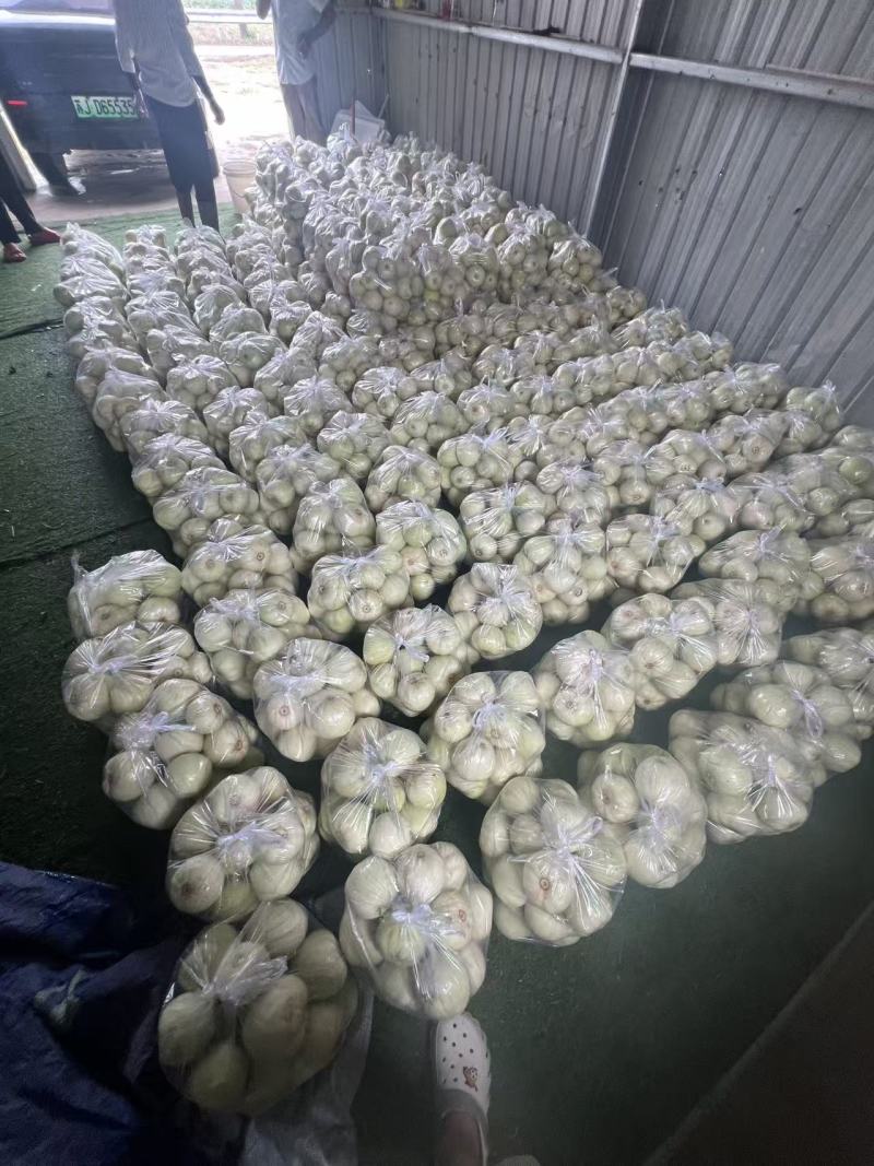 美浓甜瓜量大从优产地直供欢迎全国批发商老板前来电话订货