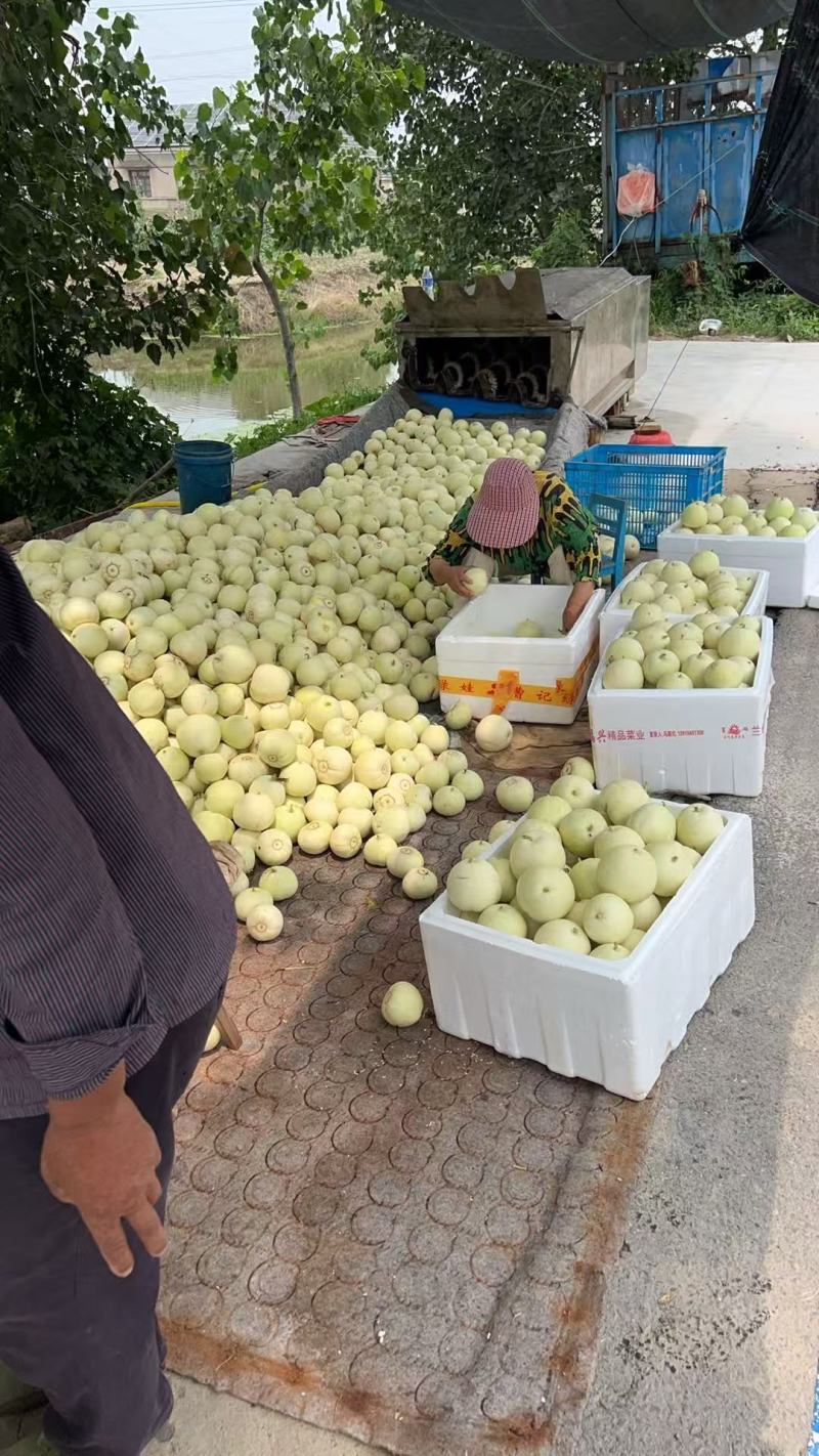 美浓甜瓜量大从优产地直供欢迎全国批发商老板前来电话订货