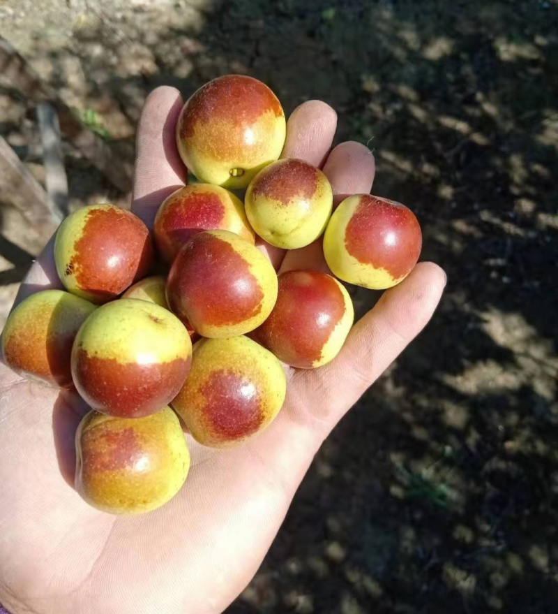 【大荔冬枣】陕西冬枣/基地现摘/对接批发～商超～电商平台