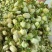 横县茉莉花蕾干