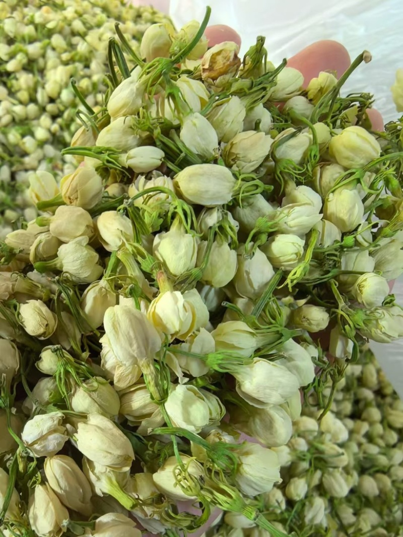 横县茉莉花蕾干