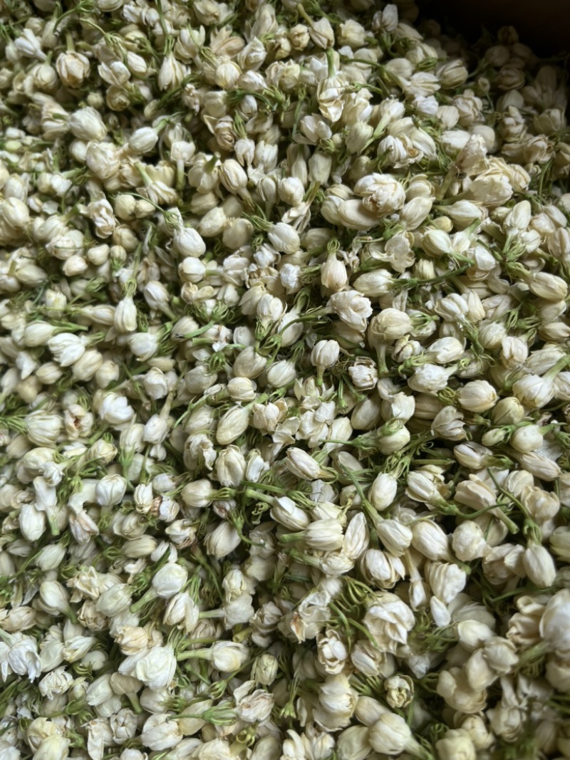 横县茉莉花蕾干