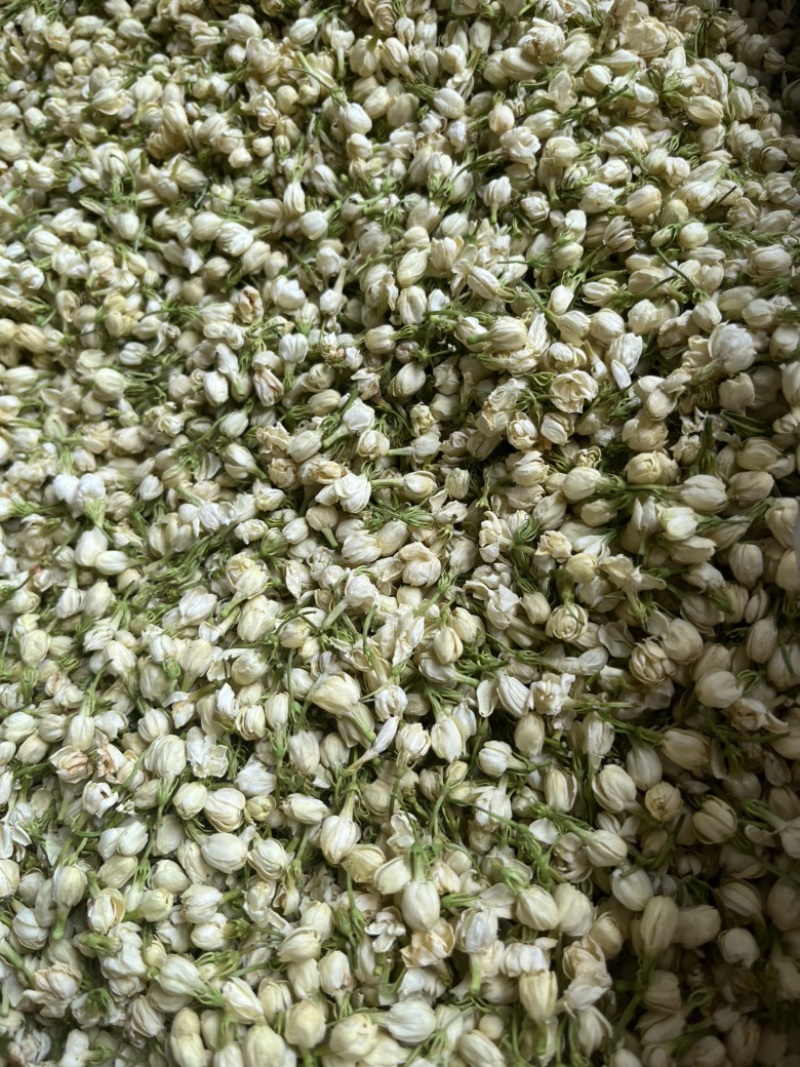 横县茉莉花蕾干