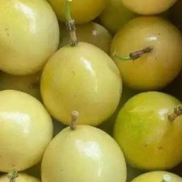 黄金百香果，软蜜九号