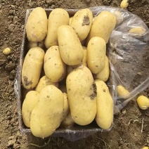 【精品黄心】山东滕州土豆现货现发对接商超档口品质高价格低