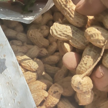 沙土大白沙花生大量上市全国代发需要的老板联系