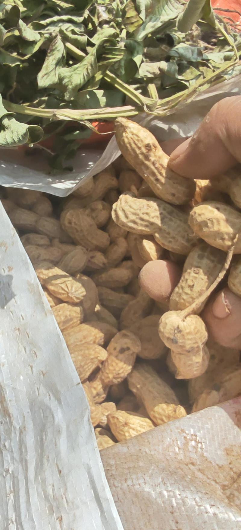 沙土大白沙花生大量上市全国代发需要的老板联系