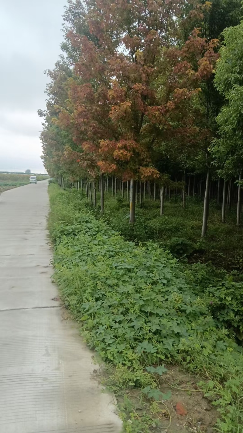 美国红枫