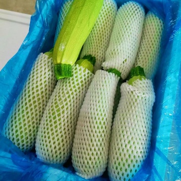 定西西葫芦大量上市，欢迎全国各地老板前来收购