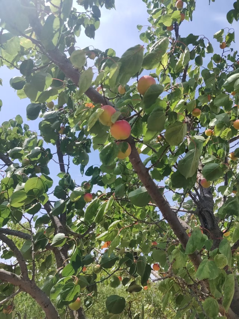 红梅杏