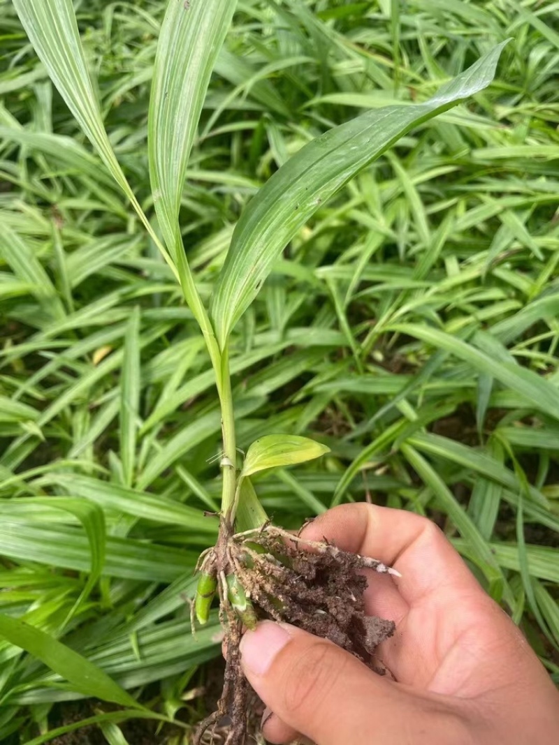 三年两年紫花三叉白芨驯化露天苗正宗宽叶，产地直发
