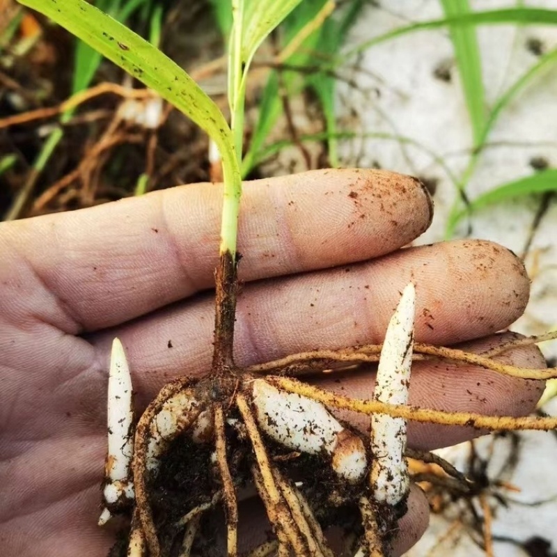 三年两年紫花三叉白芨驯化露天苗正宗宽叶，产地直发
