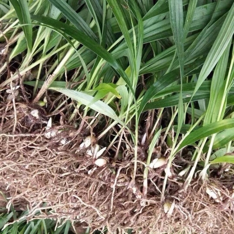 三年两年紫花三叉白芨驯化露天苗正宗宽叶，产地直发