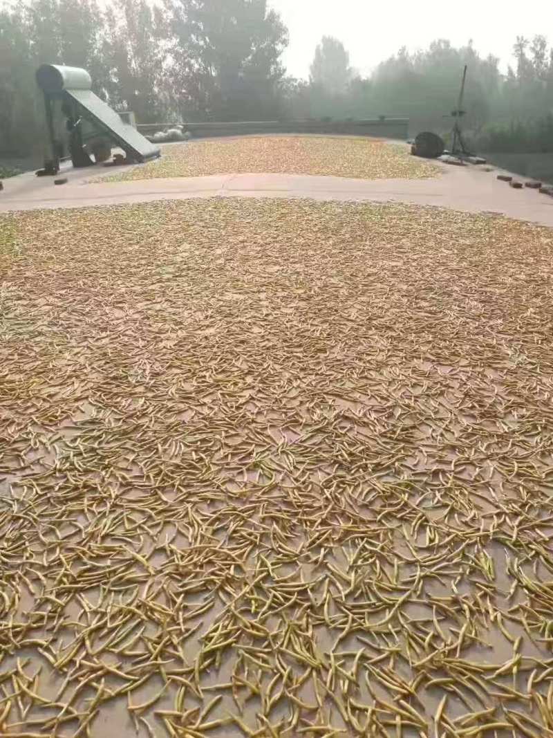 河北省保定市顺平县熟条黄花菜金针菜大量现货20吨