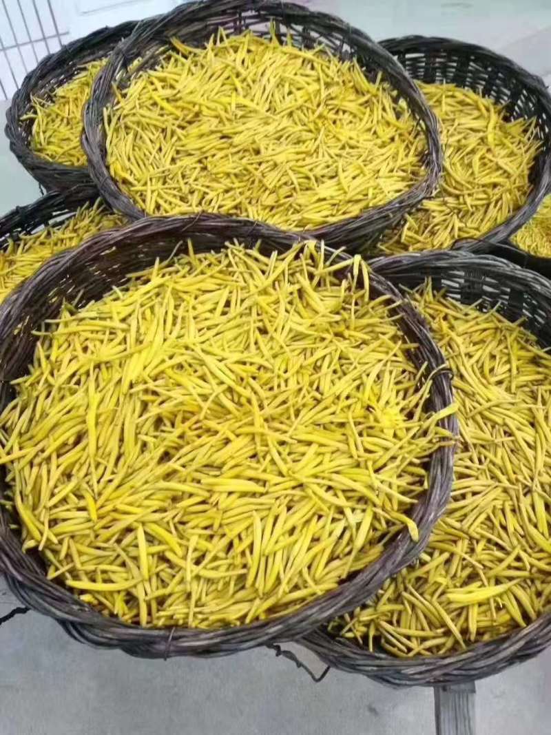 河北省保定市顺平县熟条黄花菜金针菜大量现货20吨