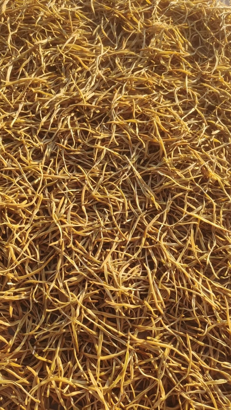 河北省保定市顺平县熟条黄花菜金针菜大量现货20吨