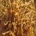 河北省保定市顺平县熟条黄花菜金针菜大量现货20吨
