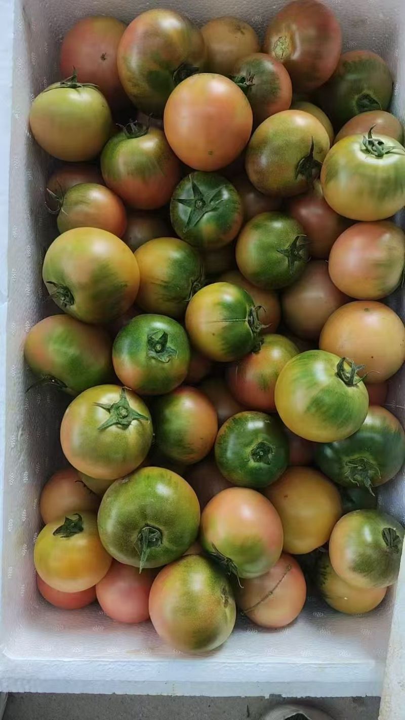 精品草莓西红柿铁皮西红柿铁皮柿子草莓番茄新鲜采摘产地直达