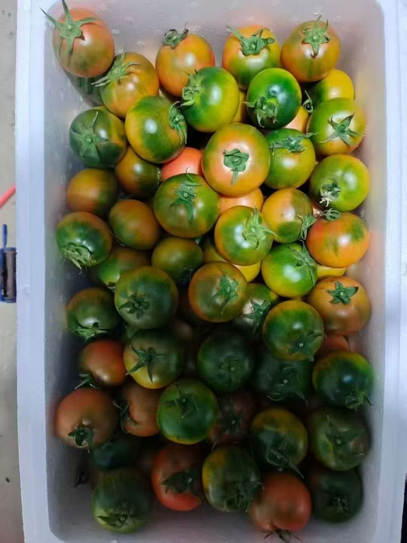 精品草莓西红柿铁皮西红柿铁皮柿子草莓番茄新鲜采摘产地直达