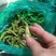 毛豆【大棚毛豆】产地直发全国,支持拼车!