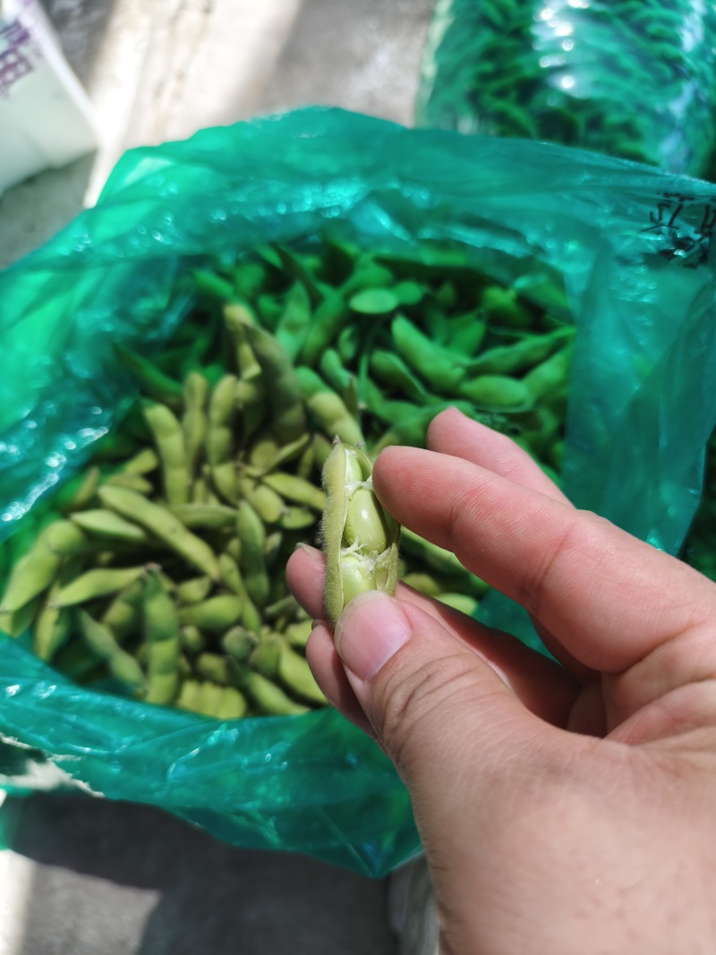 毛豆【大棚毛豆】产地直发全国，支持拼车！
