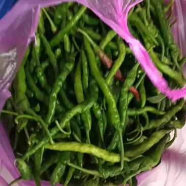 线椒