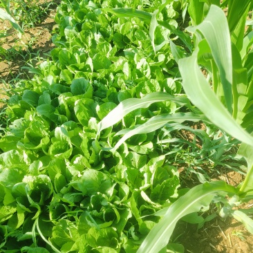 漯河十亩快菜