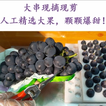 巨峰葡萄🍇