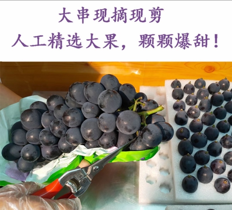 巨峰葡萄🍇