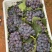 巨峰葡萄🍇
