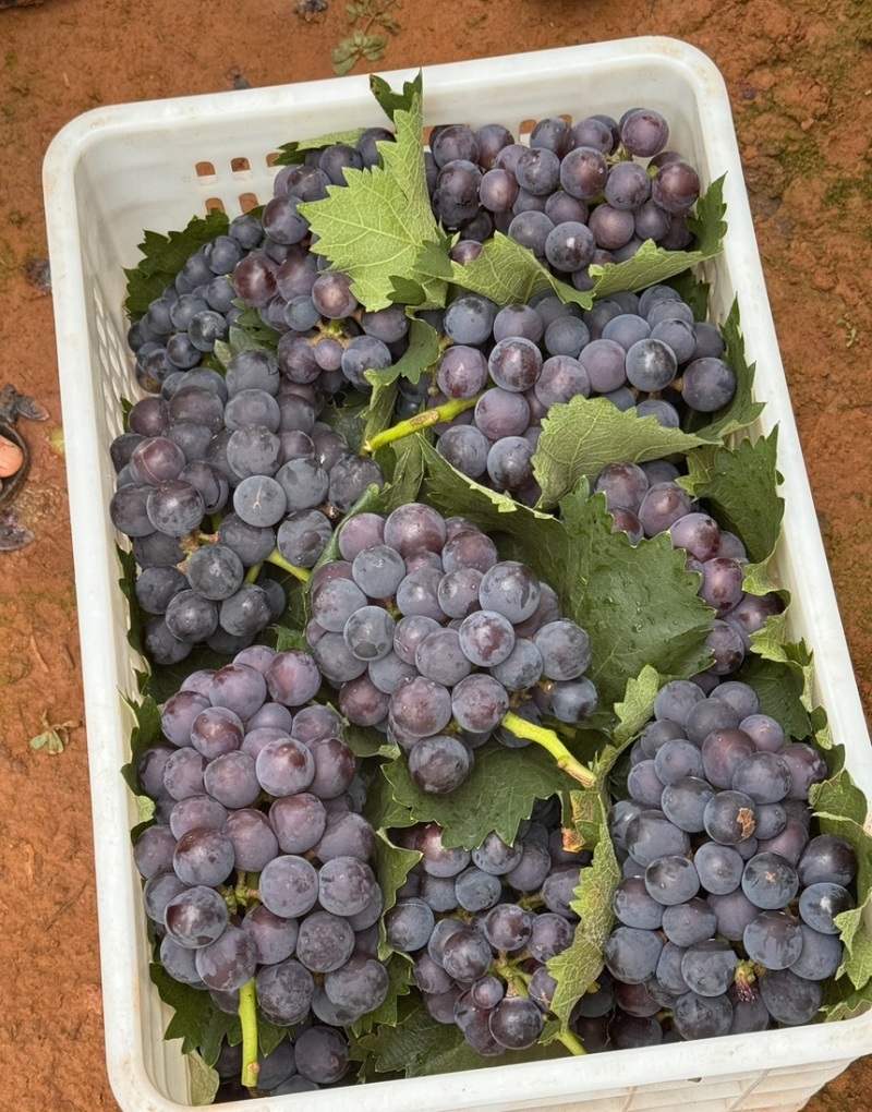 巨峰葡萄🍇