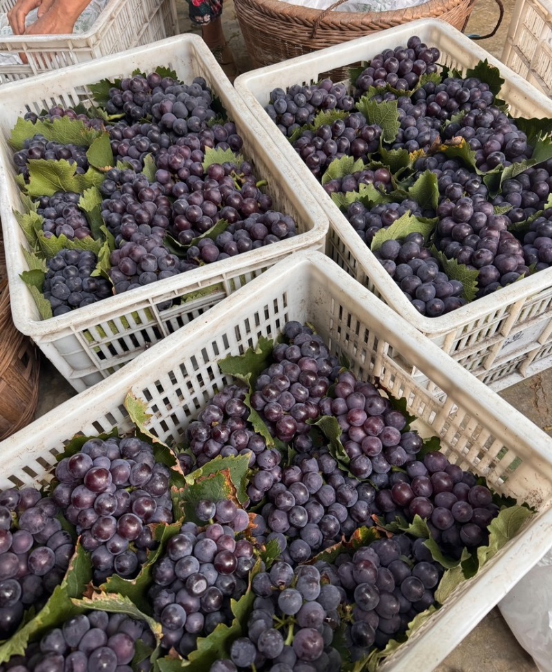 巨峰葡萄🍇