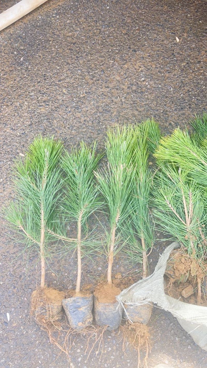 高山松松柏山松营养钵高山松高山松