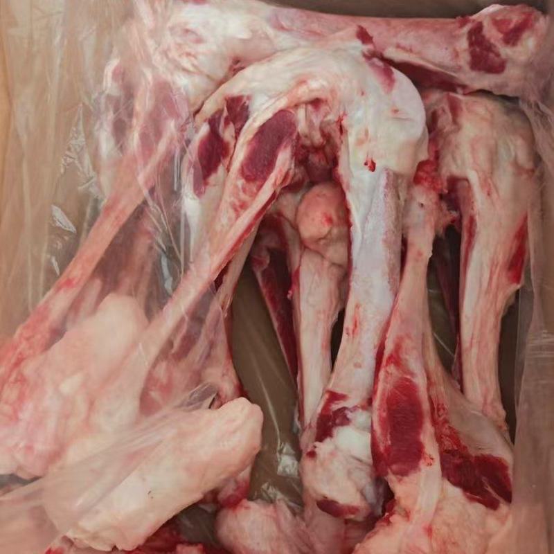 后腿骨