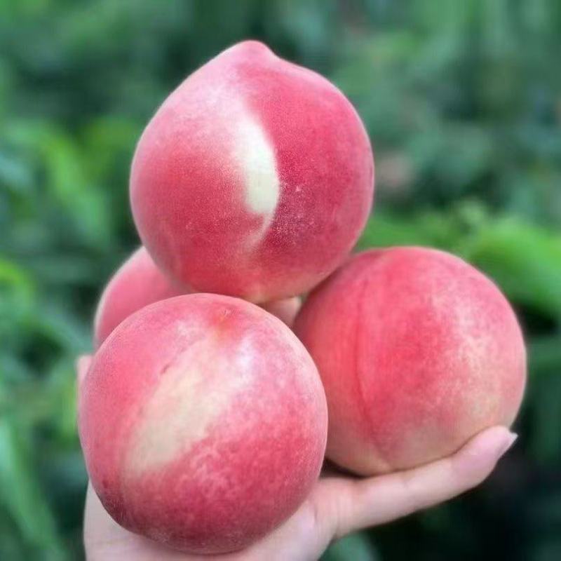 甘肃精品水蜜桃北京7号种植基地现摘现发可视频看货