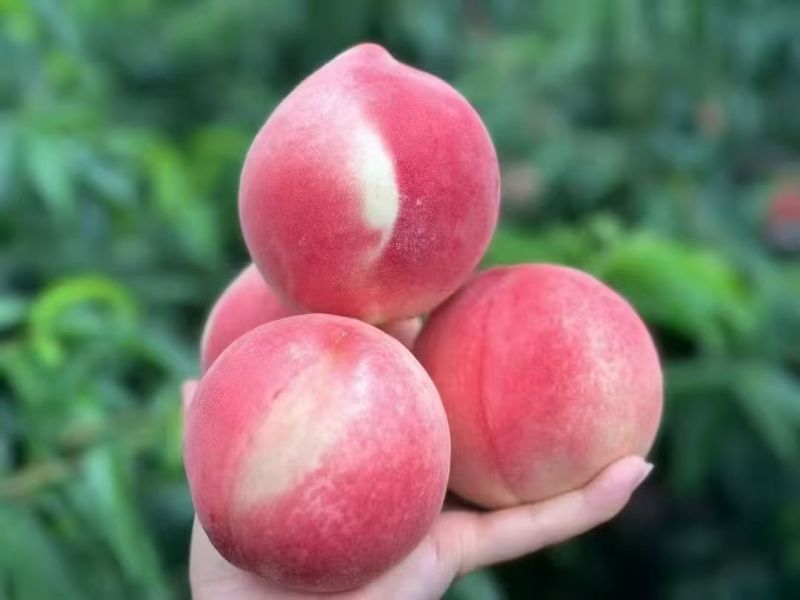 甘肃精品水蜜桃北京7号种植基地现摘现发可视频看货