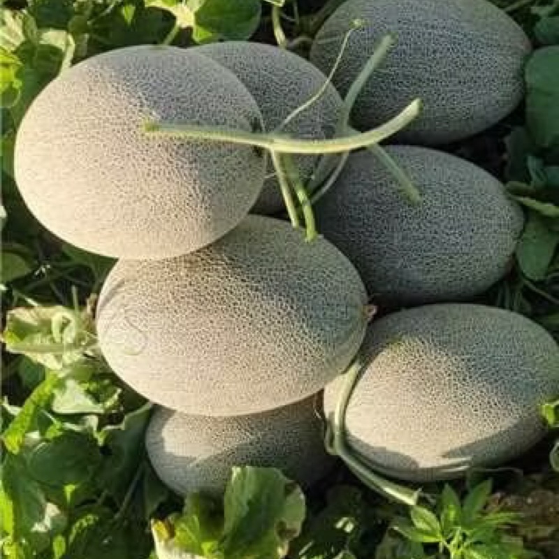 晓蜜25哈密瓜