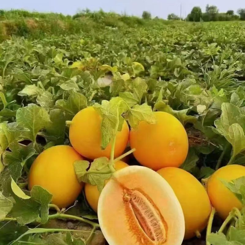 金红宝哈密瓜