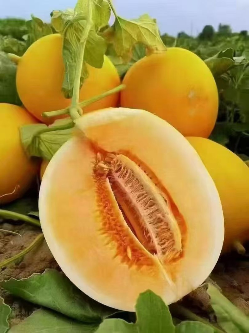 金红宝哈密瓜