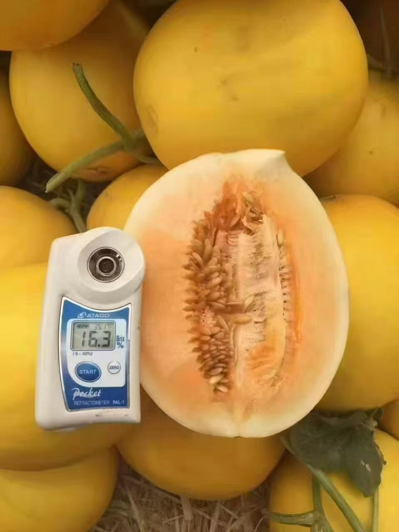 金红宝哈密瓜