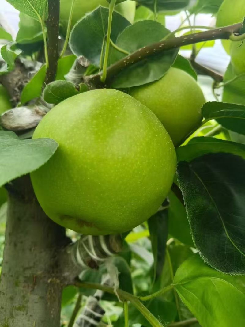 翠冠梨酥脆夏玉518翠玉梨