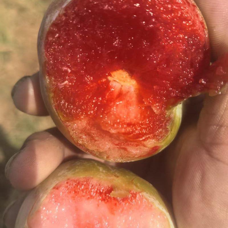 红心李，芙蓉李，脆甜多汁，产地直销，量大。欢迎大家光临。